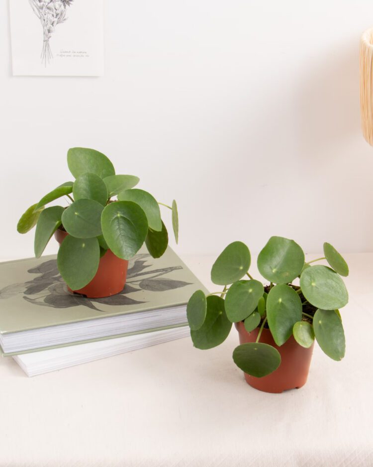 5 plantes d’intérieur faciles à entretenir de Bergamotte