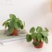 5 plantes d’intérieur faciles à entretenir de Bergamotte