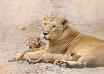 ZSL: Protecting Wildlife Worldwide