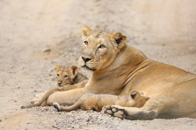 ZSL: Protecting Wildlife Worldwide