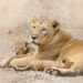 ZSL: Protecting Wildlife Worldwide