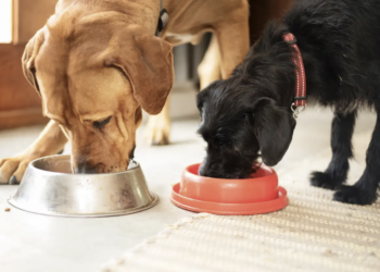 Paleoridge: Transform Your Dog’s Health with Paleoridge Premium Raw Dog Food!