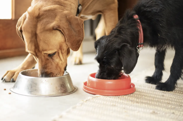 Paleoridge: Transform Your Dog’s Health with Paleoridge Premium Raw Dog Food!