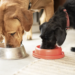 Paleoridge: Transform Your Dog’s Health with Paleoridge Premium Raw Dog Food!