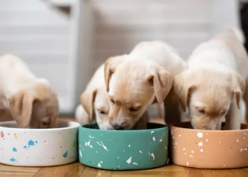Paleo Ridge: Elevate Your Dog’s Wellness with Premium Supplements