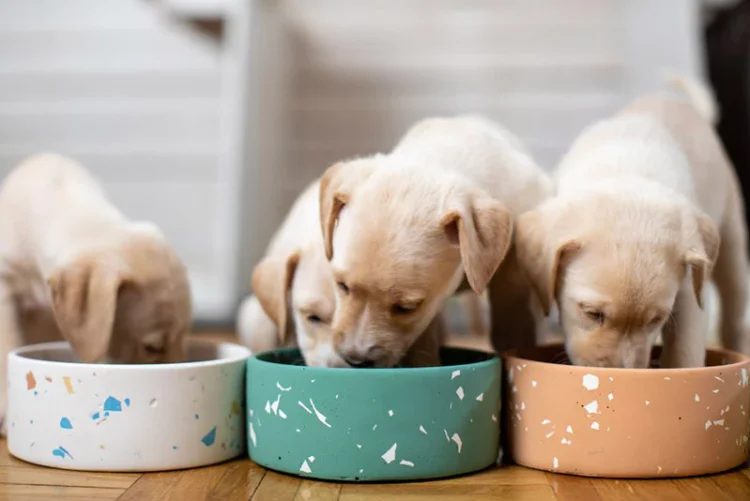 Paleo Ridge: Elevate Your Dog’s Wellness with Premium Supplements