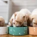 Paleo Ridge: Elevate Your Dog’s Wellness with Premium Supplements