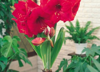Transform Your Home with J Parkers Amaryllis Bulbs
