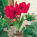 Transform Your Home with J Parkers Amaryllis Bulbs