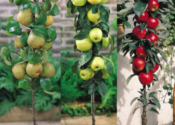 J. Parker’s Fruit Trees: Rooted in Excellence