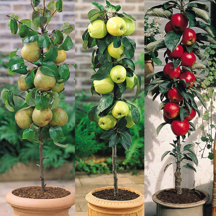 J. Parker’s Fruit Trees: Rooted in Excellence