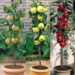 J. Parker’s Fruit Trees: Rooted in Excellence