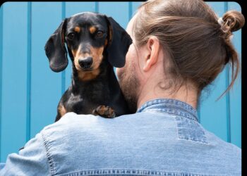 Yumove: The Game-Changer for Happy and Healthy Pets