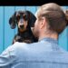 Yumove: The Game-Changer for Happy and Healthy Pets