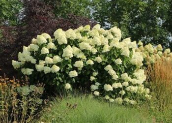 Rosen in voller Blüte: Baumschule-Horstmann’s magischer Garten