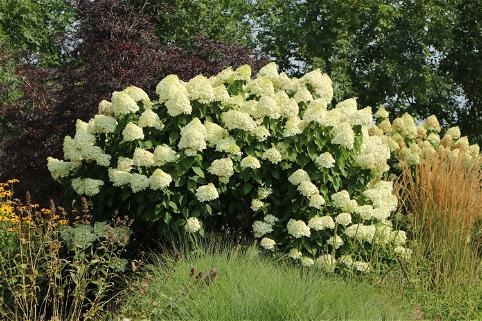 Rosen in voller Blüte: Baumschule-Horstmann’s magischer Garten