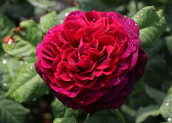 Blüten des Parfums: Baumschule-Horstmanns zauberhafte Rosensorten