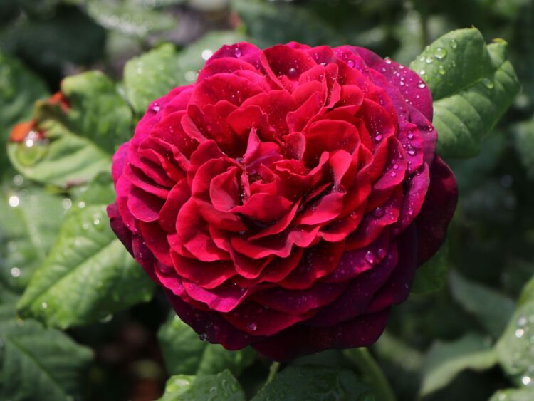 Blüten des Parfums: Baumschule-Horstmanns zauberhafte Rosensorten