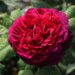Blüten des Parfums: Baumschule-Horstmanns zauberhafte Rosensorten