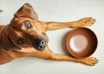 Food for Joe: elevar la nutrición de las mascotas a cotas sin precedentes