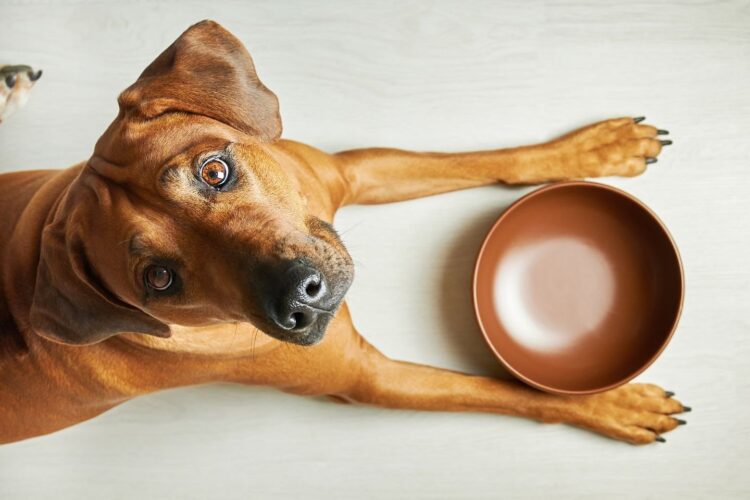 Food for Joe: elevar la nutrición de las mascotas a cotas sin precedentes