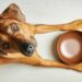 Food for Joe: elevar la nutrición de las mascotas a cotas sin precedentes