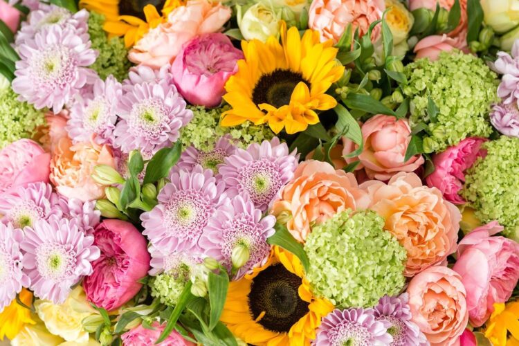 Blume Ideal: Blühende Träume für Blumenliebhaber