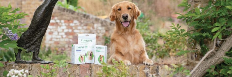 YuMOVE: Unlocking Vitality and Mobility for Your Beloved Canine Companion