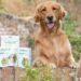 YuMOVE: Unlocking Vitality and Mobility for Your Beloved Canine Companion
