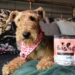 Nourishing Your Canine Companion: Pooch & Mutt’s Path to Wholesome Wellness