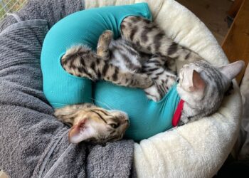 Enthüllung von VetMedCare®: Pionierarbeit bei der Heilung von Haustieren mit innovativen Bodysuits
