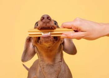 Canine Wellness: Keep your Canine Healthy with Pooch & Mutt’s 20% Discount