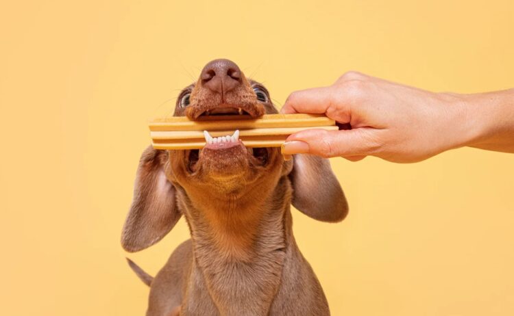 Canine Wellness: Keep your Canine Healthy with Pooch & Mutt’s 20% Discount