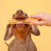 Canine Wellness: Keep your Canine Healthy with Pooch & Mutt’s 20% Discount