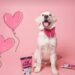 Spoiling Your Pup This Valentine’s Day with Pooch & Mutt’s Limited Edition Love-ly Lamb