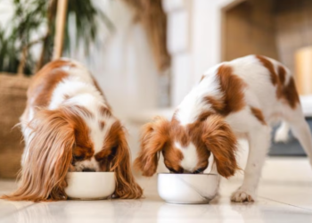 Cibo secco Premium Bauzaar’s: un’alimentazione e un gusto superiori per i vostri amici pelosi