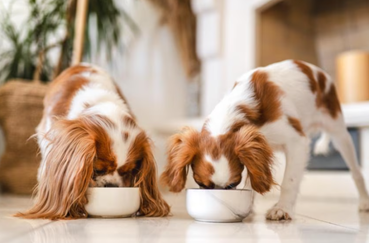Cibo secco Premium Bauzaar’s: un’alimentazione e un gusto superiori per i vostri amici pelosi