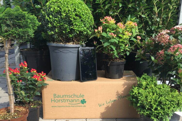 Die Natur pflegen: Baumschule Horstmann – Ihr zuverlässiger Online-Kindergartenführer