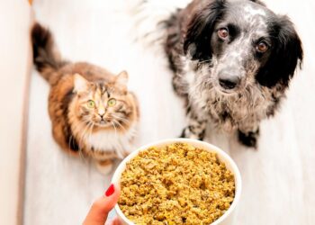 Nutrición a medida para su mascota: Una inmersión en Food for Joe
