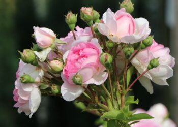 Blühend aufsteigen: Baumschule-Horstmanns anmutige Kletterrosen für die Gartenpracht