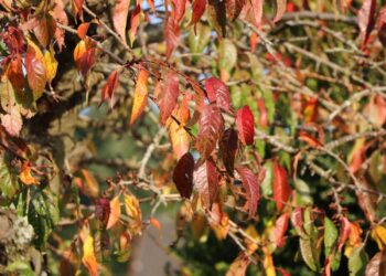 Freude am Ernten: Baumschule-Horstmanns Obstgarten mit üppigem Fruchtgenuss