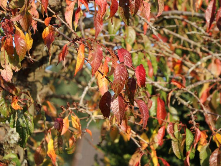 Freude am Ernten: Baumschule-Horstmanns Obstgarten mit üppigem Fruchtgenuss