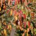 Freude am Ernten: Baumschule-Horstmanns Obstgarten mit üppigem Fruchtgenuss