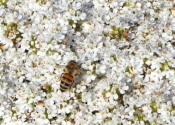 Blühender Garten mit der Baumschule Horstmann – Ihr botanisches Paradies wartet auf Sie
