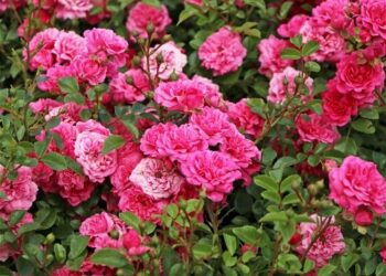 Ein Garten der Lüste: Eine Entdeckungsreise durch die blühende Welt der Rosen der Baumschule Horstmann