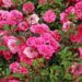 Ein Garten der Lüste: Eine Entdeckungsreise durch die blühende Welt der Rosen der Baumschule Horstmann