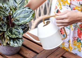 Lively Root: Cultivating Connections with Every Leaf and Petal