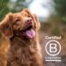 YuMOVE: Empowering Dogs with Tailored Joint Support