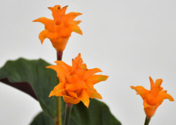 Breathe Life into Your Home: Moyses Stevens Flowers’ Exquisite Houseplant Collection
