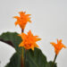 Breathe Life into Your Home: Moyses Stevens Flowers’ Exquisite Houseplant Collection